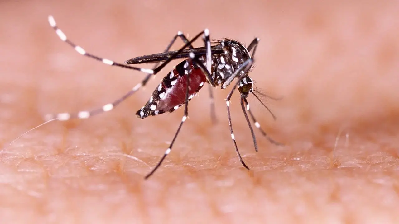 Dengue suma 371 casos en RD; La Altagracia concentra la mayor cantidad de contagios