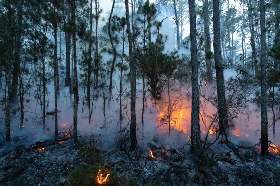 Incendio foretal Valle Nuevo