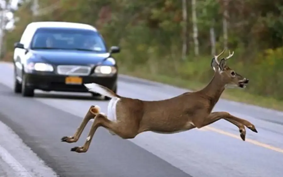 Insta-a-conductores-en-NY-y-NJ-estar-precavido-ante-presencia-de-ciervos-en-carreteras