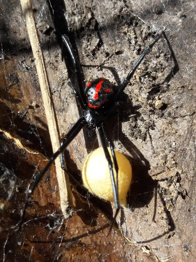 Latrodectus-occidentalis-2-675×900