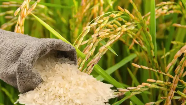 “Que nos permita importar de EE.UU. los faltantes que tengamos”, plantea el CNCP para proteger producción de arroz