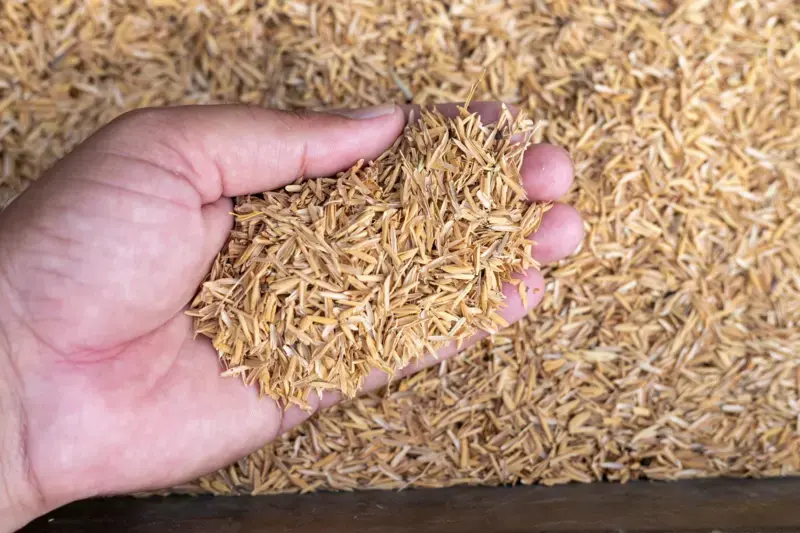 La revolución del arroz: el residuo agrícola que se convirtió en el nuevo material de la construcción