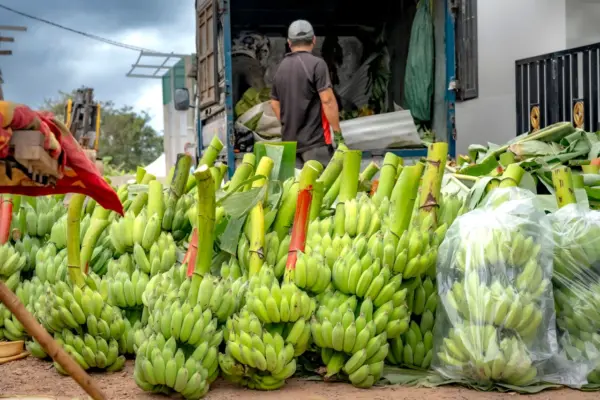 transprote Platanos